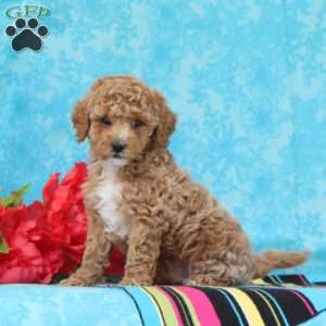 Hyacinth, Cavapoo Puppy